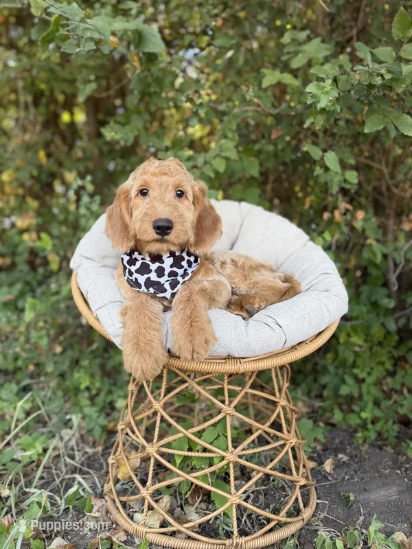 Wilbur – Goldendoodle puppy for sale in Fort Worth, TX