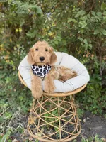 Wilbur, a male Goldendoodle for sale in Fort Worth, TX – 1 of 3