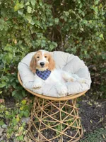 Murphy, a male English Goldendoodle for sale in Fort Worth, TX – 1 of 2