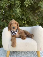 Phoenix, a male Goldendoodle for sale in Fort Worth, TX – 2 of 3
