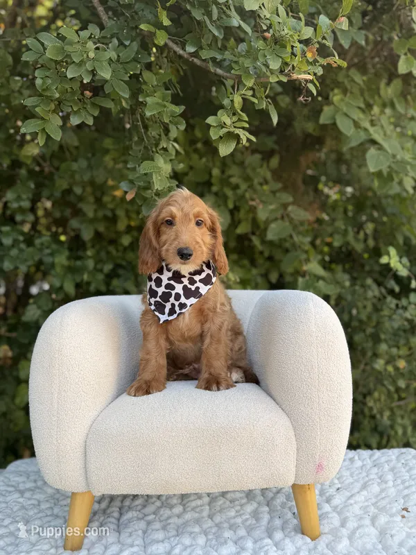 Phoenix – Goldendoodle puppy for sale in Fort Worth, TX
