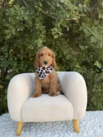 Phoenix, a male Goldendoodle for sale in Fort Worth, TX – 1 of 3