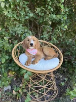 Maggie, a female Goldendoodle for sale in Fort Worth, TX – 2 of 2