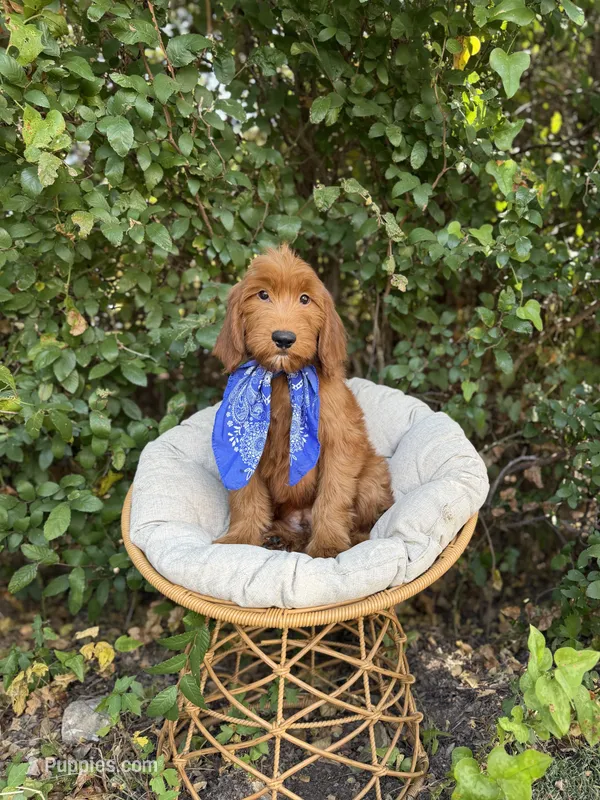 Duke – Goldendoodle puppy for sale in Fort Worth, TX