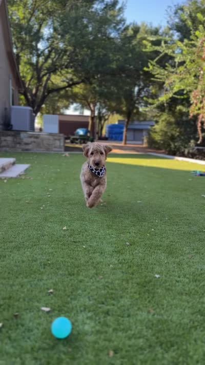 Wilbur, a male Goldendoodle for sale in Fort Worth, TX – 3 of 3