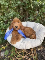 Duke, a male Goldendoodle for sale in Fort Worth, TX – 2 of 3