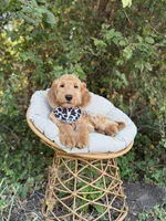 Wilbur, a male Goldendoodle for sale in Fort Worth, TX – 2 of 3