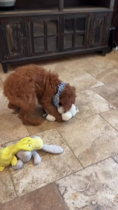 Duke, a male Goldendoodle for sale in Fort Worth, TX – 3 of 3