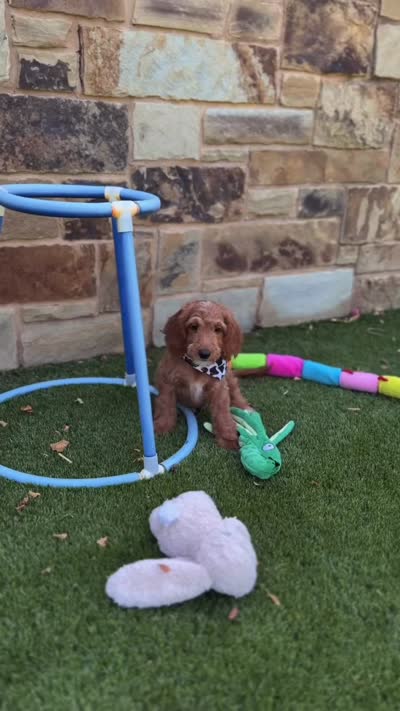 Phoenix, a male Goldendoodle for sale in Fort Worth, TX – 3 of 3