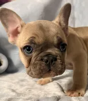 Rose, a female French Bulldog for sale in Watervliet, MI – Photo 2 of 3