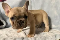 Rose, a female French Bulldog for sale in Watervliet, MI – Photo 1 of 3