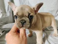 Rose, a female French Bulldog for sale in Watervliet, MI – Photo 3 of 3