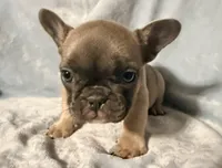 Jade, a female French Bulldog for sale in Watervliet, MI – Photo 2 of 3
