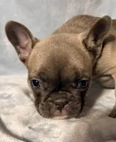 Jade, a female French Bulldog for sale in Watervliet, MI – Photo 3 of 3
