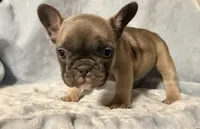 Jade, a female French Bulldog for sale in Watervliet, MI – Photo 1 of 3