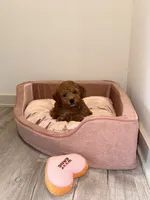 Céline, a female Goldendoodle for sale in Atlanta, GA – 3 of 4