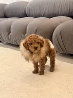 Céline, a female Goldendoodle for sale in Atlanta, GA – 2 of 4