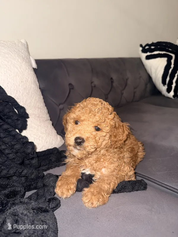 Céline – Goldendoodle puppy for sale in Atlanta, GA