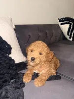 Céline, a female Goldendoodle for sale in Atlanta, GA – 1 of 4