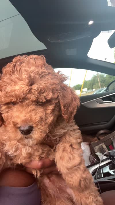 Céline, a female Goldendoodle for sale in Atlanta, GA – 4 of 4