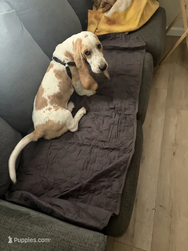Mack – Basset Hound puppy for sale in Bakersfield, CA
