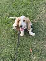 Mack, a male Basset Hound for sale in Bakersfield, CA – 3 of 3