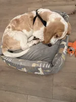 Mack, a male Basset Hound for sale in Bakersfield, CA – 2 of 3