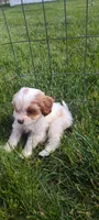 Cupcake , a female Cavapoo for sale in Arthur, IL – 2 of 3