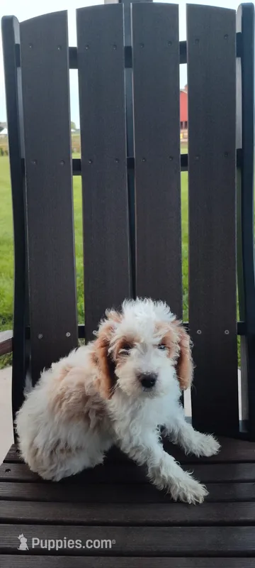 Abby  – Cavapoo puppy for sale in Arthur, IL