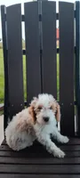 Abby , a female Cavapoo for sale in Arthur, IL – 1 of 3