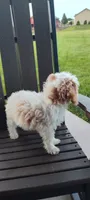 Abby , a female Cavapoo for sale in Arthur, IL – 2 of 3