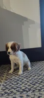Cupcake , a female Cavapoo for sale in Arthur, IL – 4 of 4