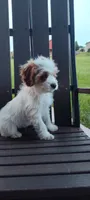 Benji , a male Cavapoo for sale in Arthur, IL – 4 of 4