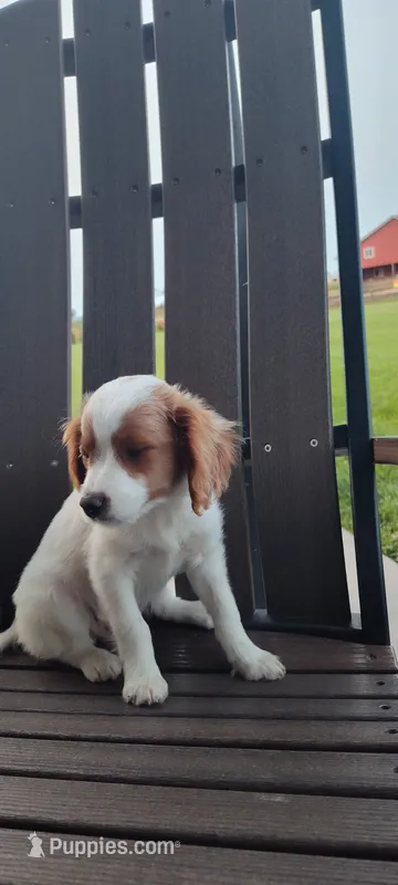 Cupcake  – Cavapoo puppy for sale in Arthur, IL