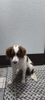 Cupcake , a female Cavapoo for sale in Arthur, IL – 3 of 4