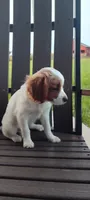 Cupcake , a female Cavapoo for sale in Arthur, IL – 2 of 4