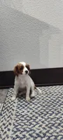 Cupcake , a female Cavapoo for sale in Arthur, IL – 3 of 4