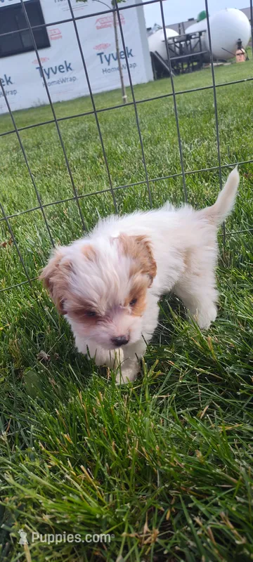 Cupcake  – Cavapoo puppy for sale in Arthur, IL
