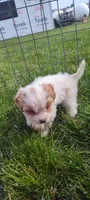 Cupcake , a female Cavapoo for sale in Arthur, IL – 1 of 3