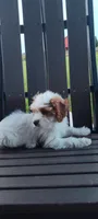Benji , a male Cavapoo for sale in Arthur, IL – 3 of 4