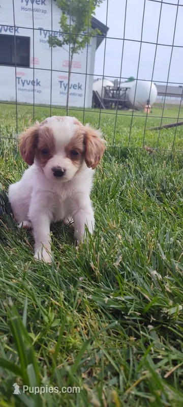 Benji  – Cavapoo puppy for sale in Arthur, IL