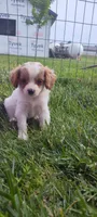 Benji , a male Cavapoo for sale in Arthur, IL – 1 of 2