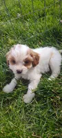 Cupcake , a female Cavapoo for sale in Arthur, IL – 3 of 3