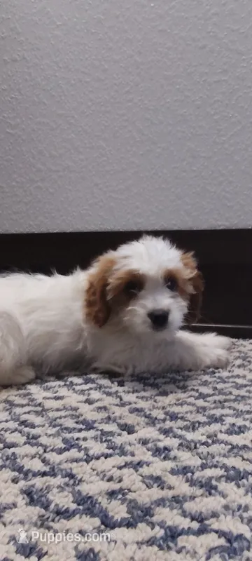 Benji  – Cavapoo puppy for sale in Arthur, IL