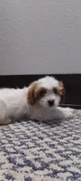 Benji , a male Cavapoo for sale in Arthur, IL – 1 of 4