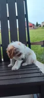 Benji , a male Cavapoo for sale in Arthur, IL – 2 of 4
