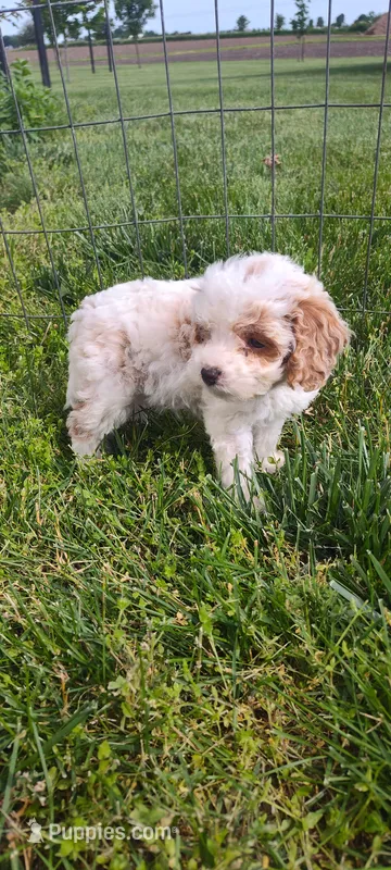 Abby  – Cavapoo puppy for sale in Arthur, IL