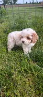 Abby , a female Cavapoo for sale in Arthur, IL – 1 of 3