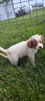 Benji , a male Cavapoo for sale in Arthur, IL – 2 of 2
