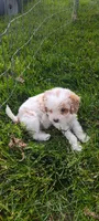 Abby , a female Cavapoo for sale in Arthur, IL – 2 of 3